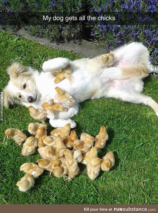 True chick magnet