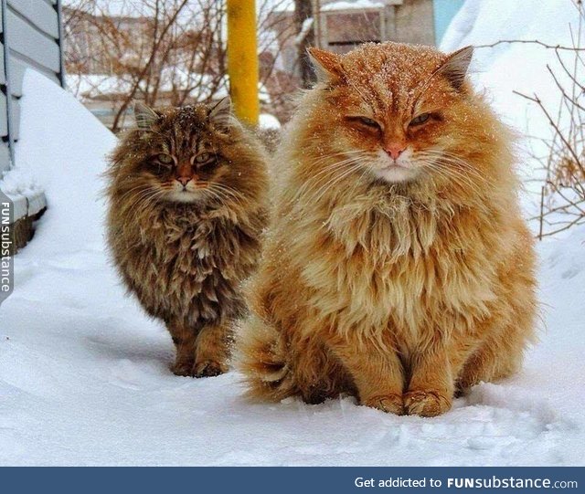 Majestic poofs.