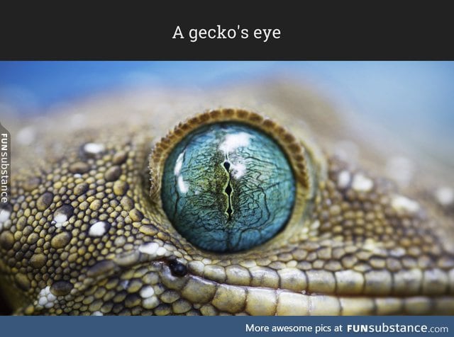 Cloe up of a gecko's eye