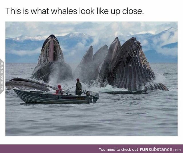 Whales