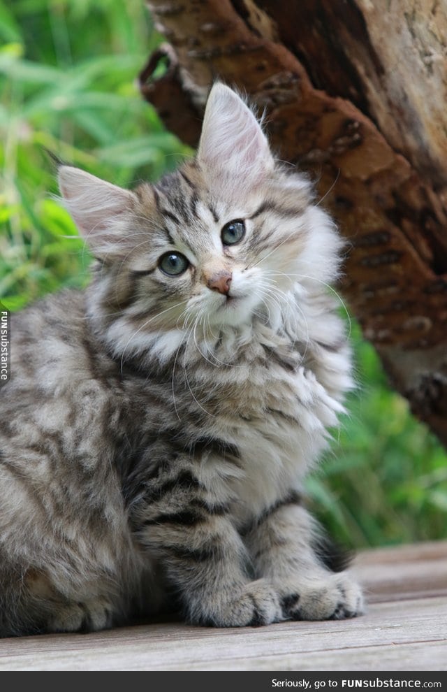 Day 609 of your daily dose of cute: Norwegian forest poof