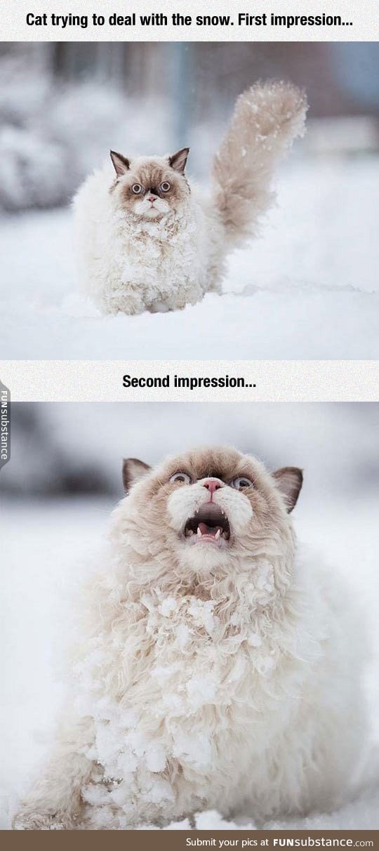 Cat vs. Snow