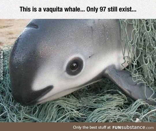 Vaquita whale