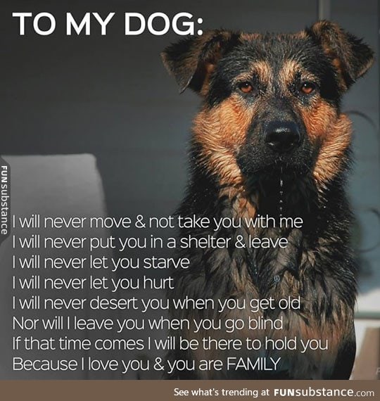 A pledge to my dog