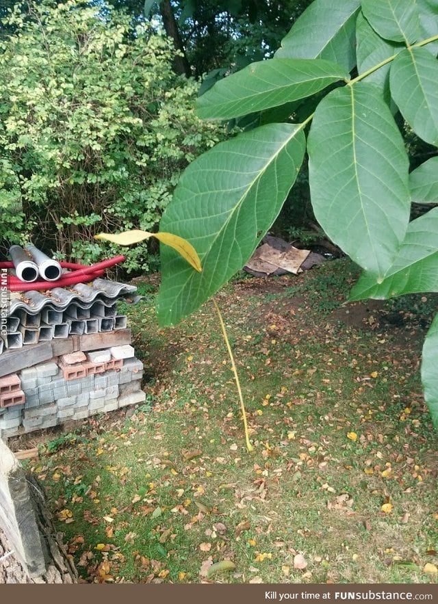 A leaf fell through a hole in another leaf