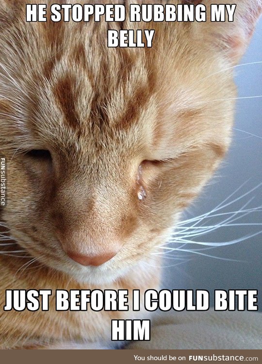 A Cat's First World Problems