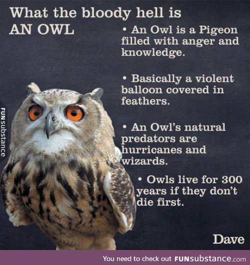 What the heck is an owl