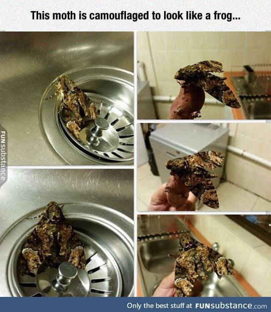 Frog camo activated