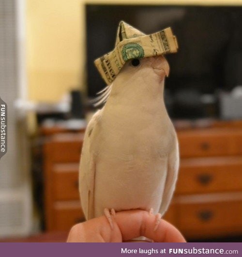 Updoot money bird and recieve countless moniez in the next 3 days