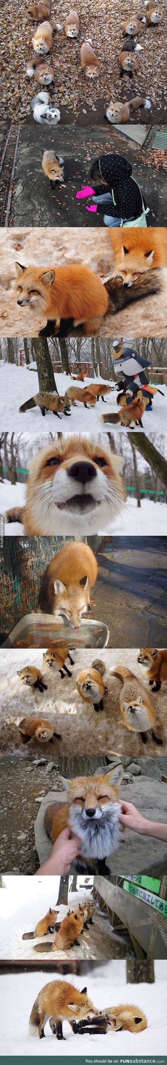 Wonderful fox village in japan