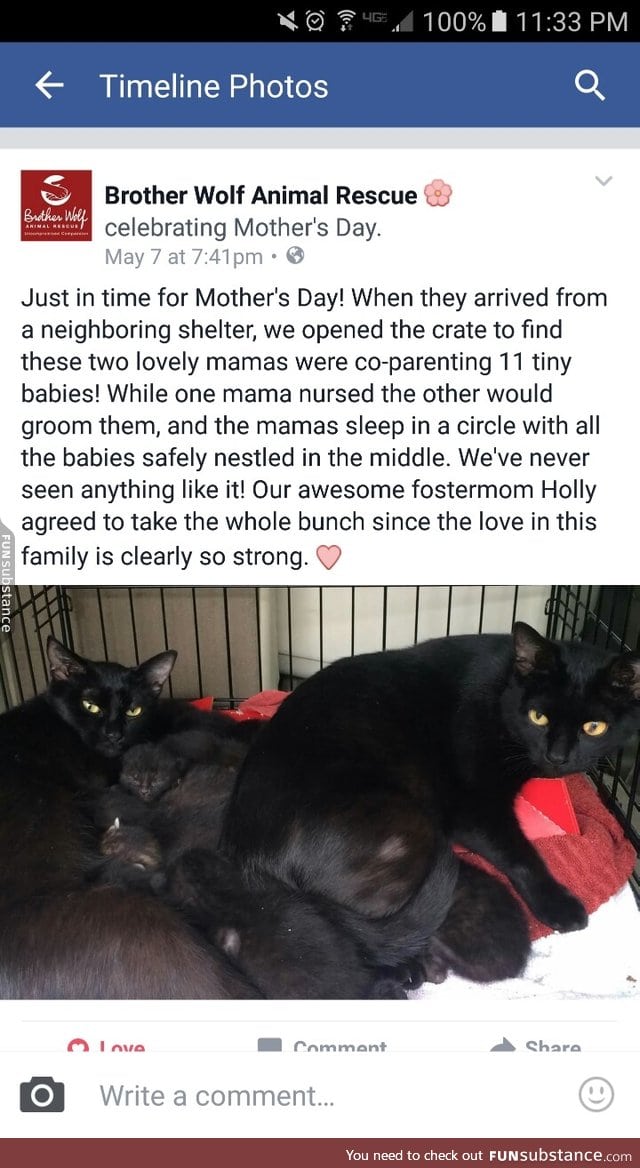 Mama kitties