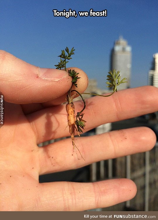 So what is this? A carrot for ants?