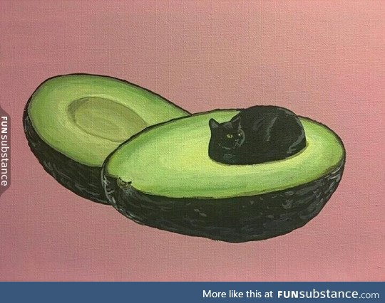 avogato