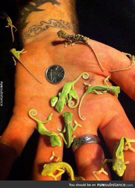 Baby chameleons are really tiny