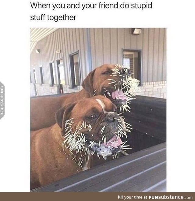 Silly doggos