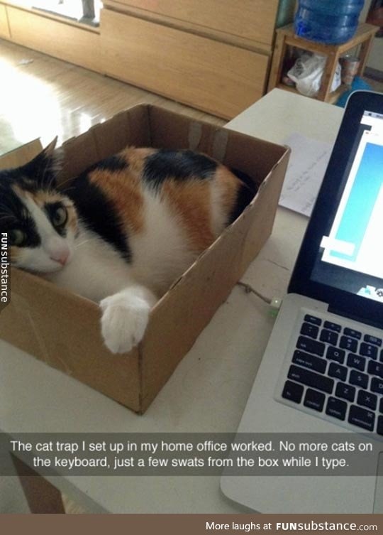 The cat trap worked