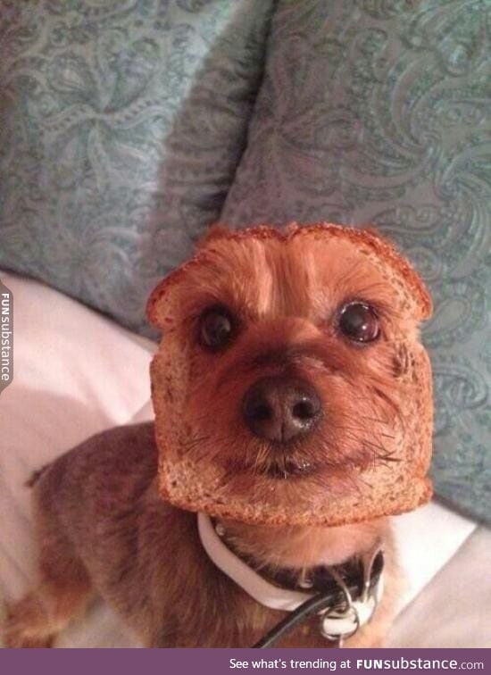 Inbread dog