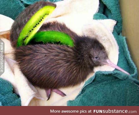 Is it a kiwi or a kiwi?