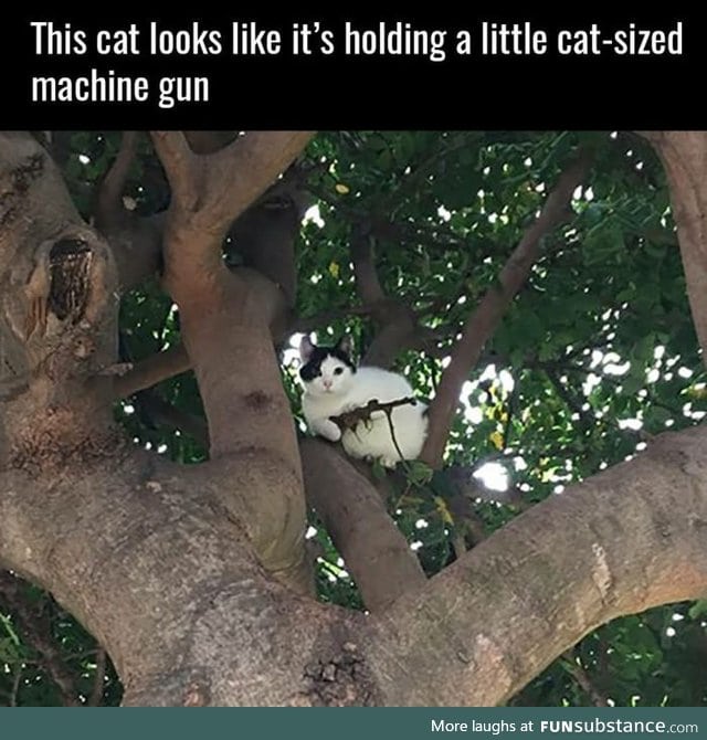 Sniper cat