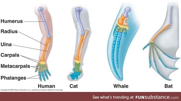 This one never fails to blow my mind. Vertebrates all evolved starting out the same