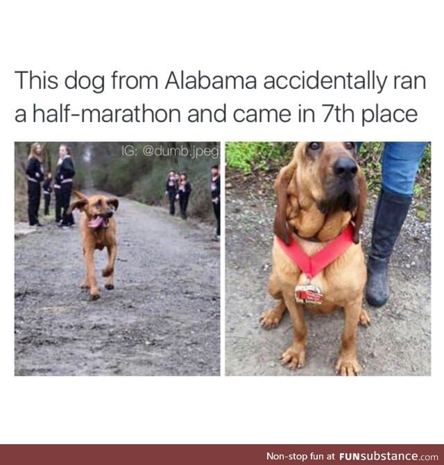 Good job doggo!