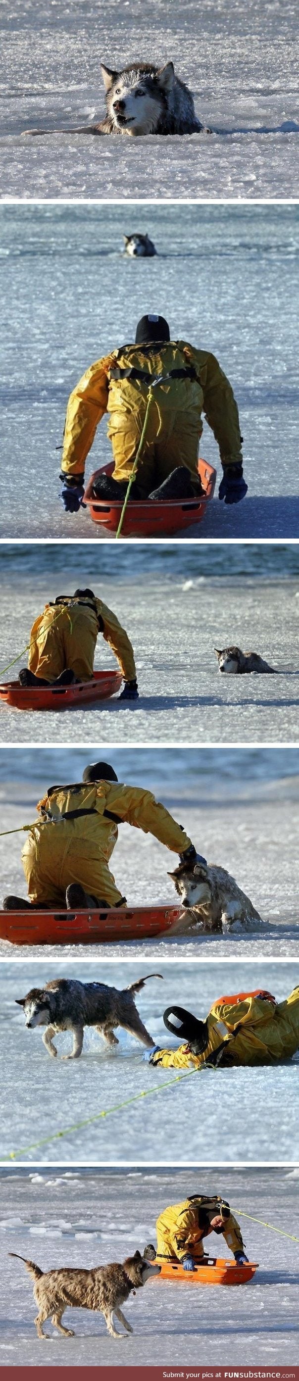 Saving private Doggo