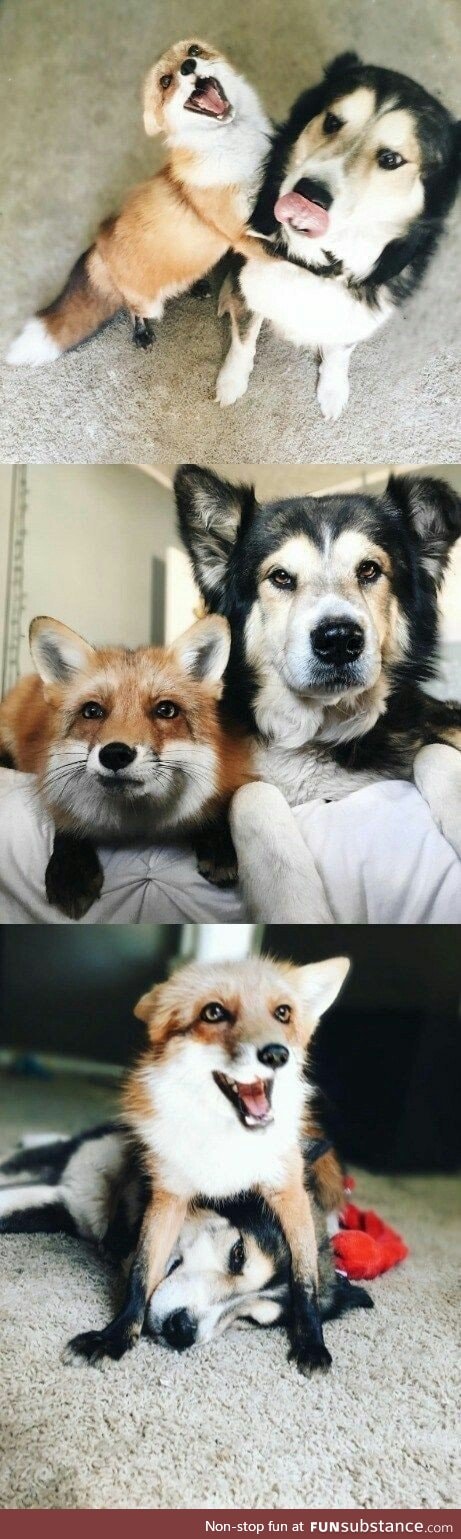 The Fox and the Hound