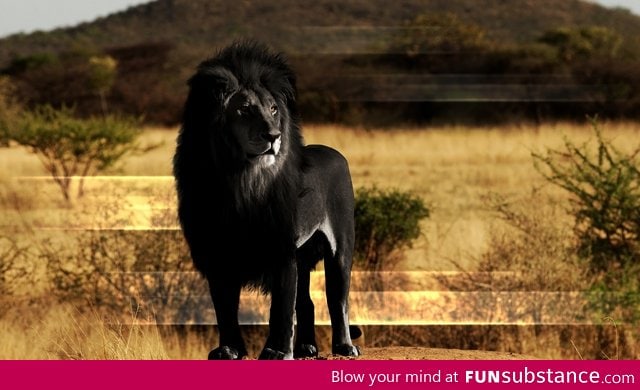 Black Lion