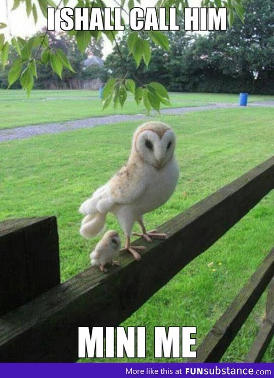 Mini owl