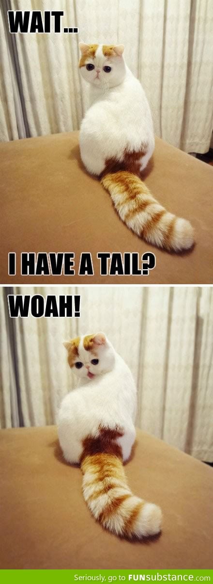 I have a tail?