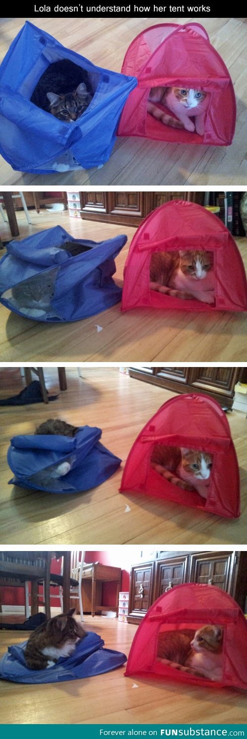 Cat doesn't understand how her tent works