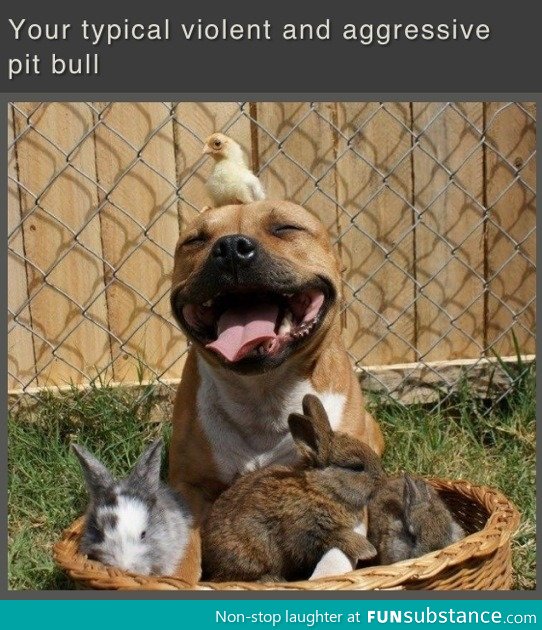 Violent Pit bull