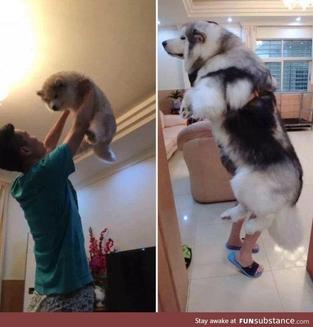 Pupper then, doggo now