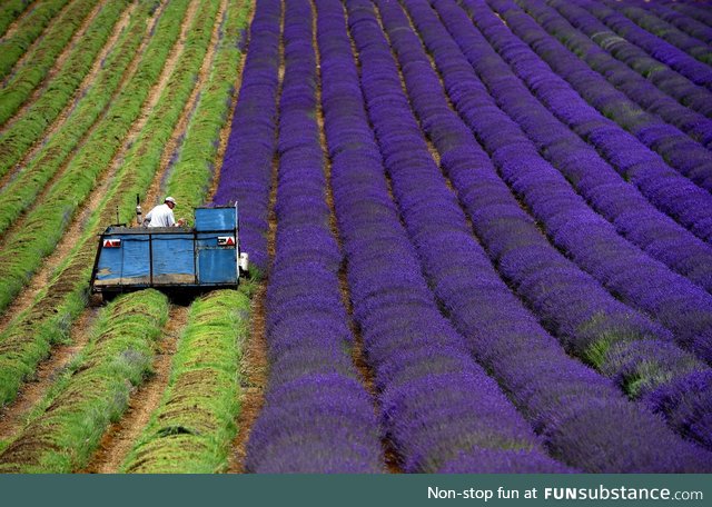 Harvesting lavender