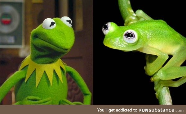 This newly discovered species of frog looks jus like Kermit