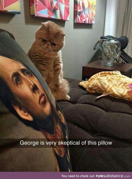 Cats name is George