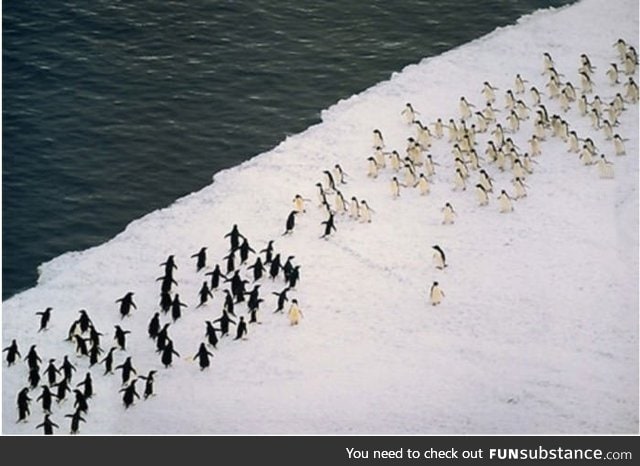 Just a massive penguin battle