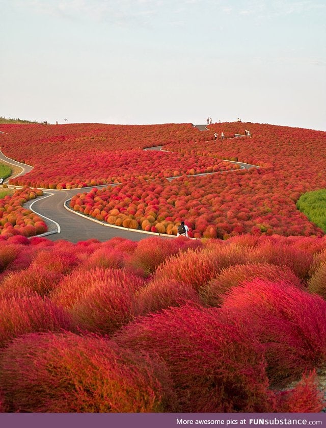 Hitachi Park in Japan