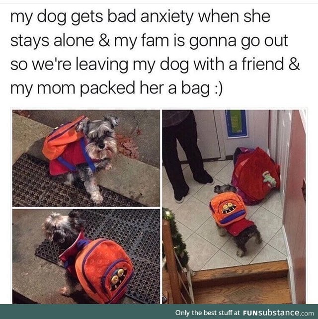 Doggo with a abag