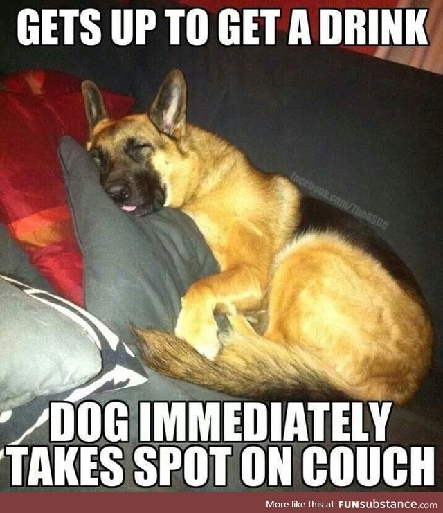 All three of my dogs do this, but my German Shepherd is the worst about it.