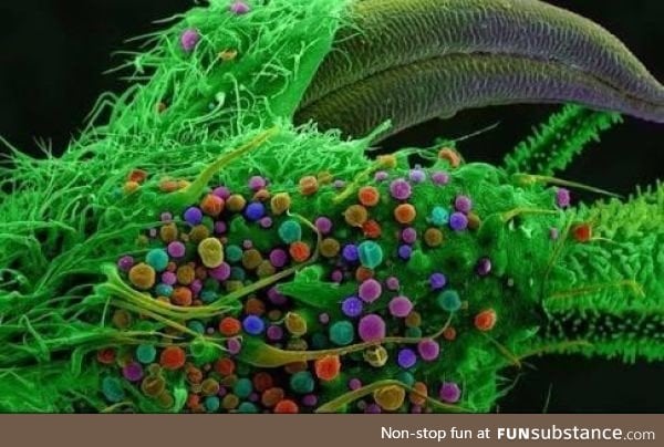 Marijuana under a microscope