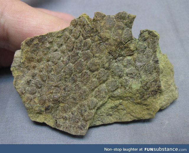 Fossilized dinosaur skin