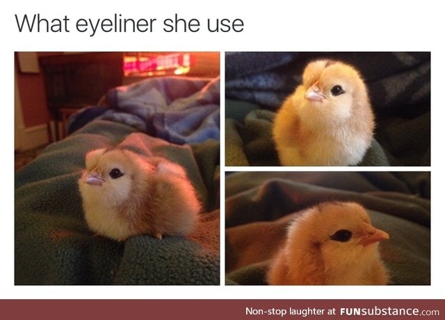 What a pretty chick