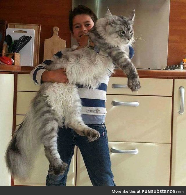 Norwegian Forest Cat