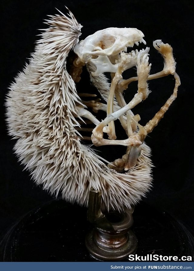 Hedgehog skeletons are creepily amazing