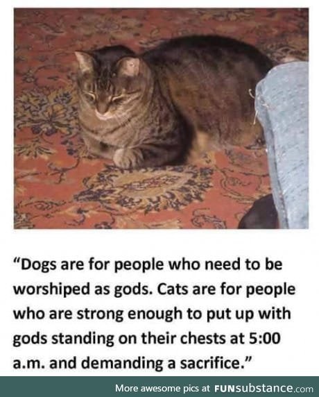 Cats vs dogs