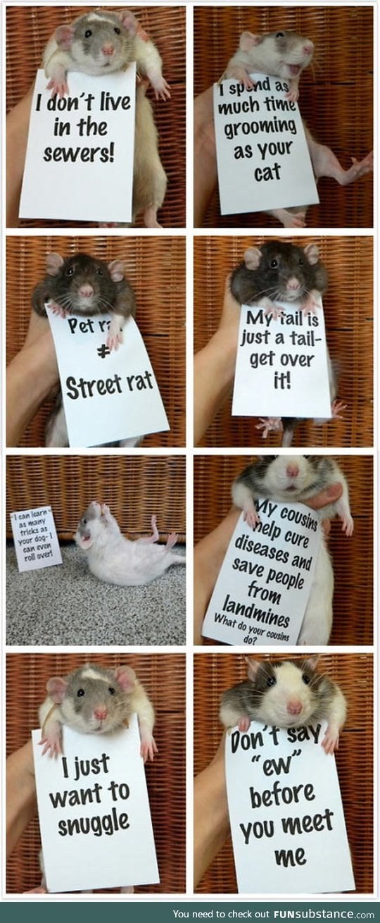 Rats are so misunderstood