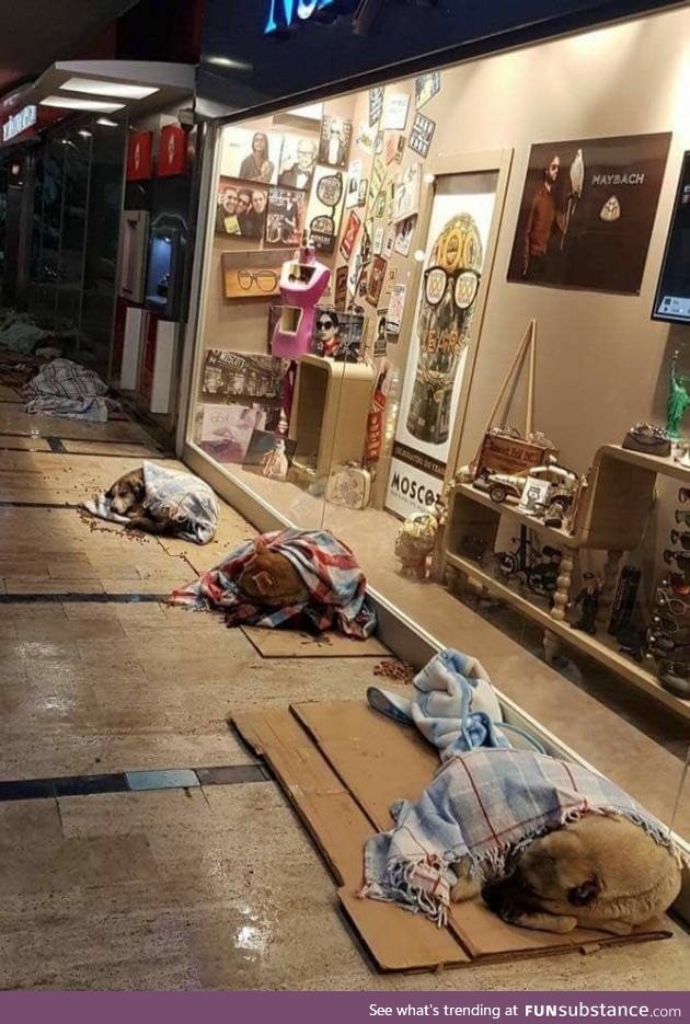 Locals cover street dogs with blankets during the Snowstorm in Istanbul