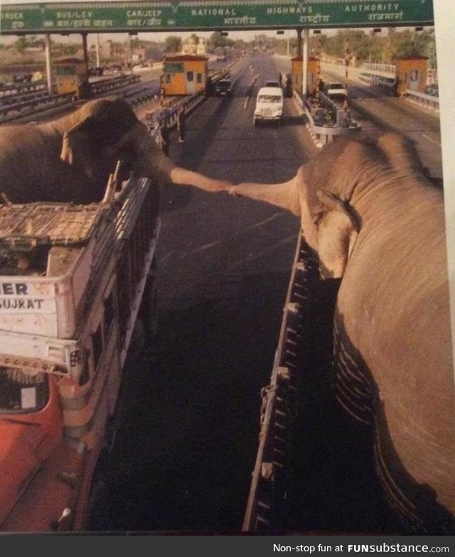 Two elephants reach out in a brief moment of love