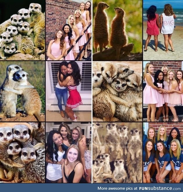 Ever notice how sorority girls pose exactly like meerkats in pictures?